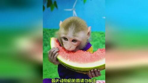 猴子吃瓜的女生,猴子与女生的欢乐食瓜记