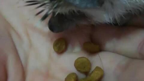 小刺猬吃瓜后续,瓜田里的欢乐冒险