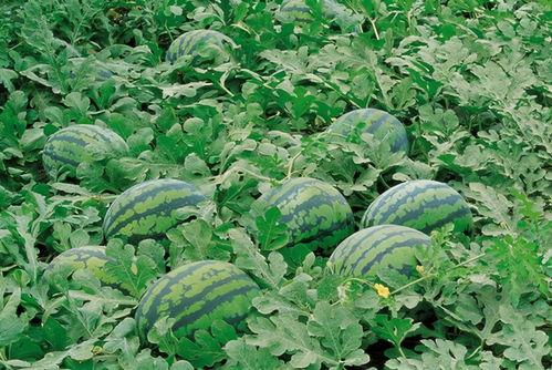 郑州师范吃瓜资源,揭秘校园“吃瓜”文化盛况