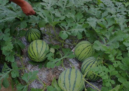 山西最新吃瓜事件,揭秘神秘幕后真相