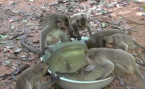 林间吃瓜鱼,揭秘吃瓜鱼的神秘生活