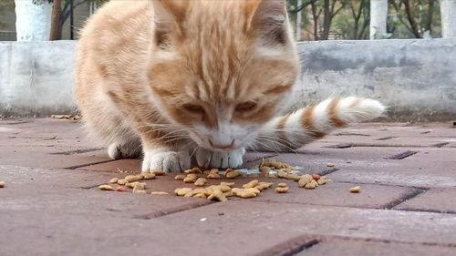 喵喵吃瓜特效,揭秘喵喵吃瓜特效的趣味瞬间