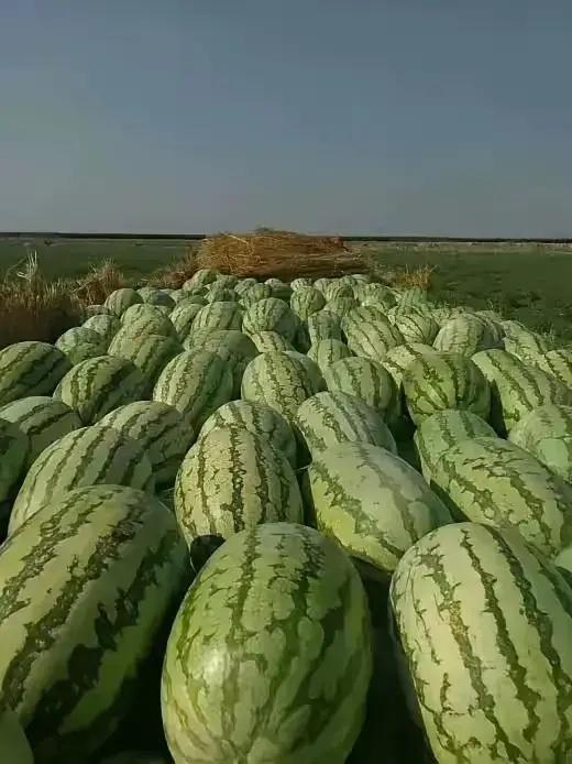 瓢子瓜怎么吃不掉,轻松解决掉不下的难题