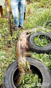 巨蟒吃瓜,一场惊心动魄的生态奇观