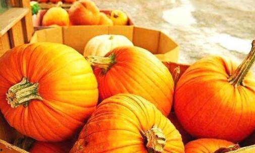 吊瓜南瓜怎么吃,解锁美味新境界