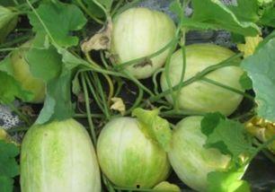 要时间吃瓜,跟随潮流，品味生活瞬间