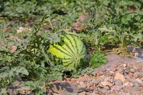 吃瓜吃头还是尾