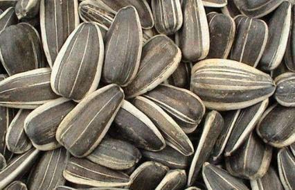 吃籽的小瓜,探索吃籽小瓜的奇妙之旅