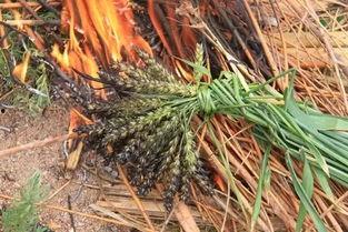 童年田野吃瓜,一段难忘的夏日回忆