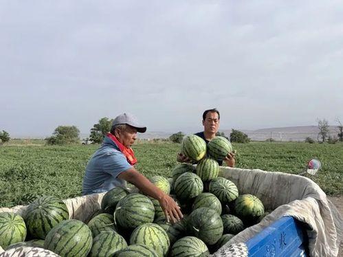 马洼吃瓜,揭秘乡村生活的甜蜜与苦涩