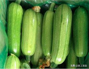 西葫芦瓜煮着吃,西葫芦瓜煮食新体验