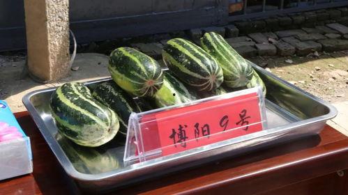 洲洲吃瓜,揭秘娱乐圈幕后故事