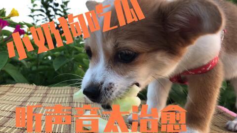 狗狗吃瓜事件,宠物饮食安全引关注