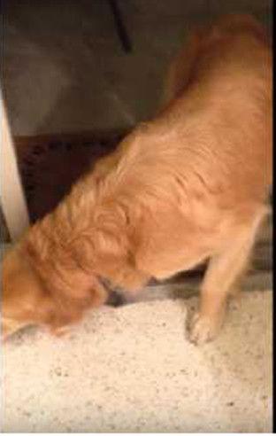 狗子成吃瓜群众,揭秘娱乐圈幕后风云