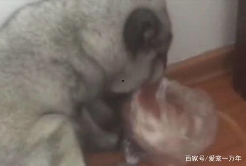 两只狐狸吃瓜,两只狐狸的瓜界奇遇记