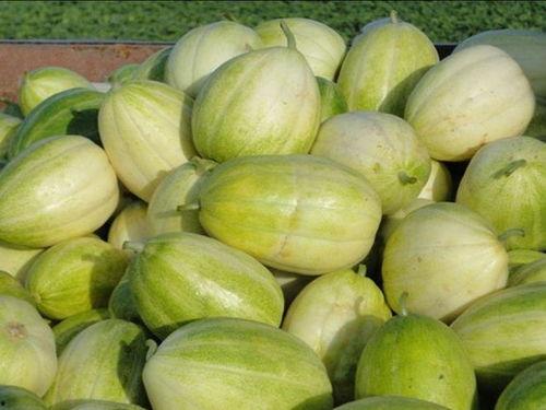 马莲瓜甜瓜怎么吃,马莲瓜甜瓜的多彩食法探索