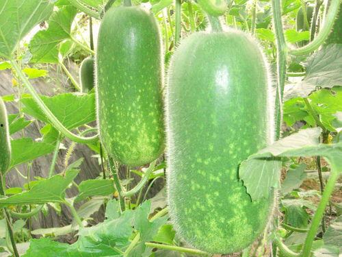 全体等瓜吃2.0,全新互动体验，共享欢乐时光