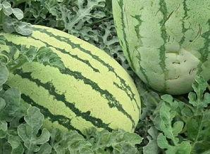 集体吃瓜花式分瓜,花式分瓜的欢乐时光