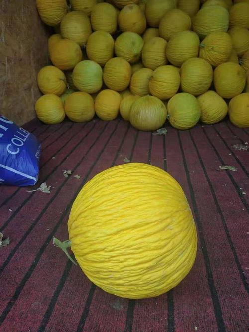 面圆瓜可以吃吗,揭秘这种美味可食的蔬菜