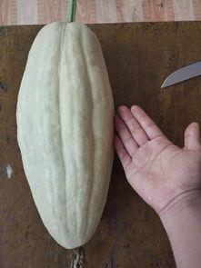 瓜可以跟瓜叶一起吃吗,美味同享的健康搭配