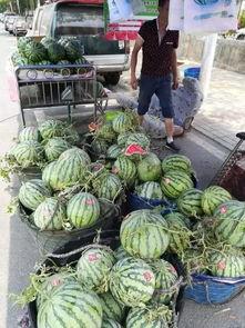 青岛求实吃瓜事件,一场校园风波的真相与反思