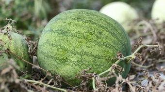 兰州连皮吃的瓜,皮薄肉厚，甘甜可口