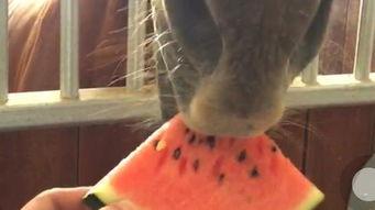 吃瓜还拍视频,记录生活点滴