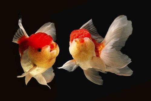 张金鱼吃瓜,一场美食与自然的邂逅