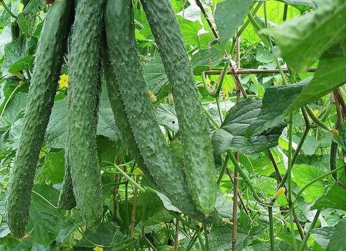 每天都在疯狂吃瓜,追踪娱乐圈疯狂吃瓜瞬间