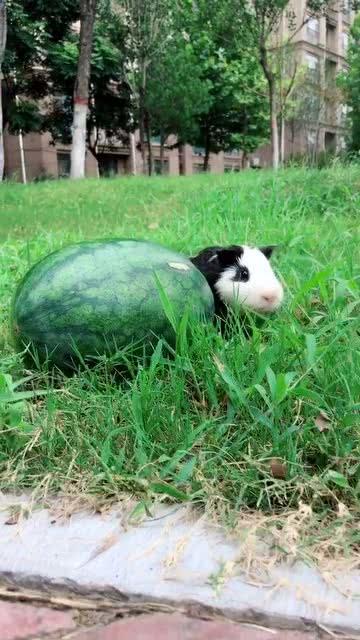 吃瓜发现被偷家,偷家事件背后惊人真相