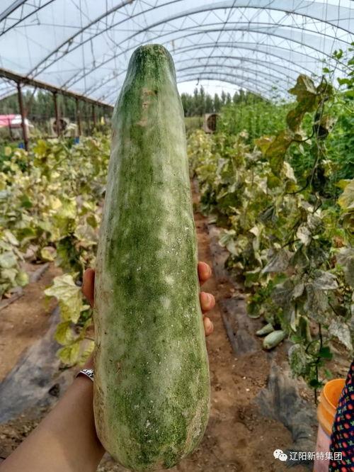 带你吃瓜真名,带你揭秘“带你吃瓜”背后的真实故事