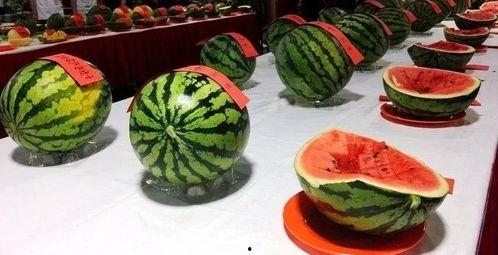 西板村吃瓜,一场别开生面的吃瓜盛宴