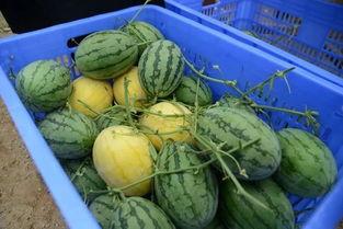 吃瓜群是什么,吃瓜群背后的社交现象