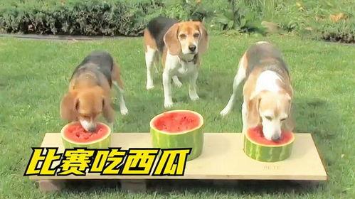 狗狗会吃瓜,瓜果诱惑下的美味冒险
