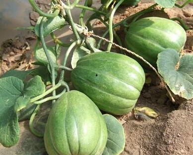 老芒瓜咋吃,探索传统美食新境界